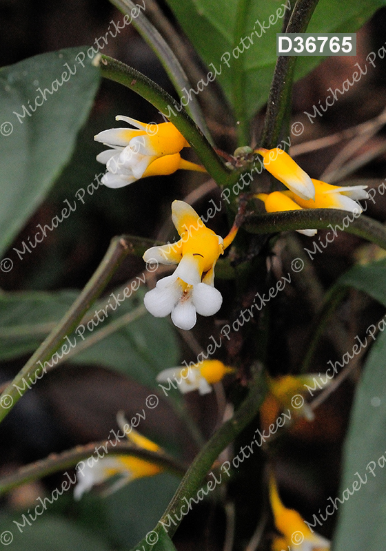 Besleria melancholica (Gesneriaceae)